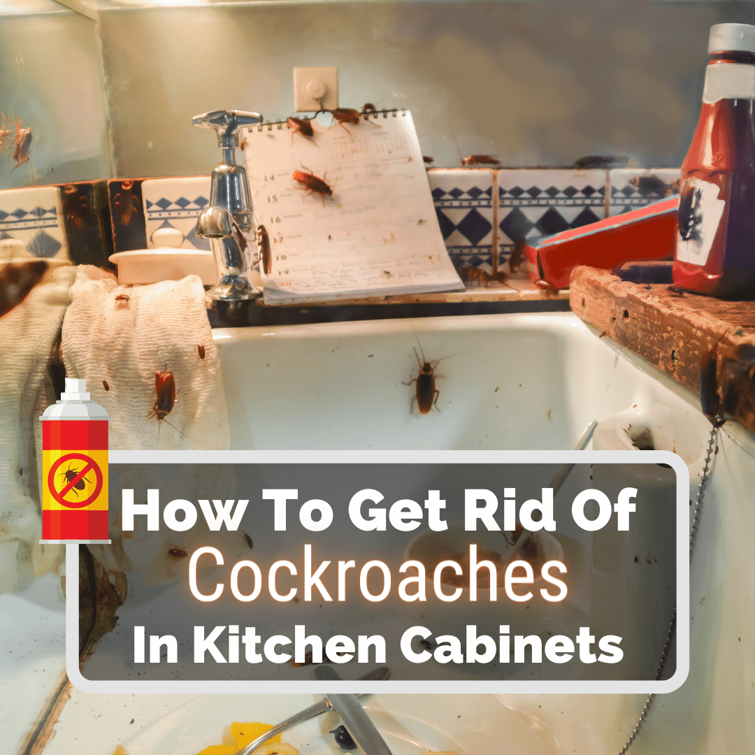 How To Get Rid Of Roaches In Kitchen Cabinets Home Design Ideas