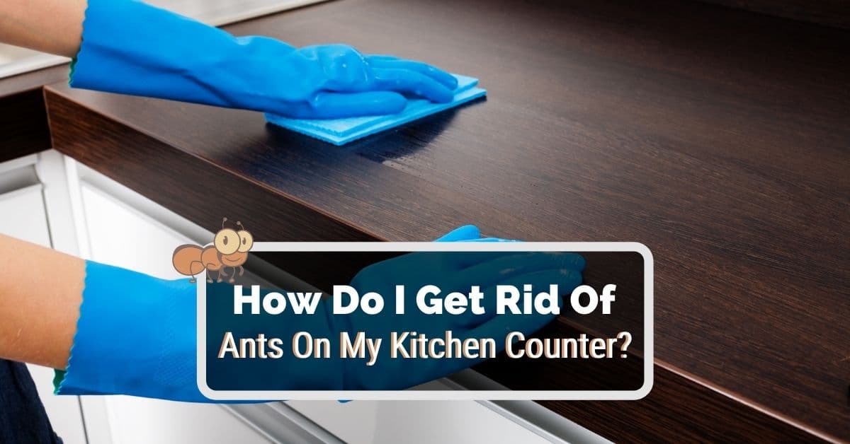 ants on kitchen counter and sink