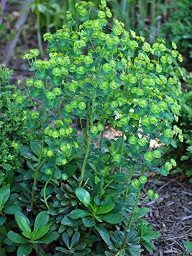 Euphorbia