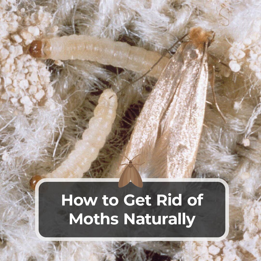 https://kitcheninfinity.com/wp-content/uploads/2022/01/How-to-Get-Rid-of-Moths-Naturally.jpg