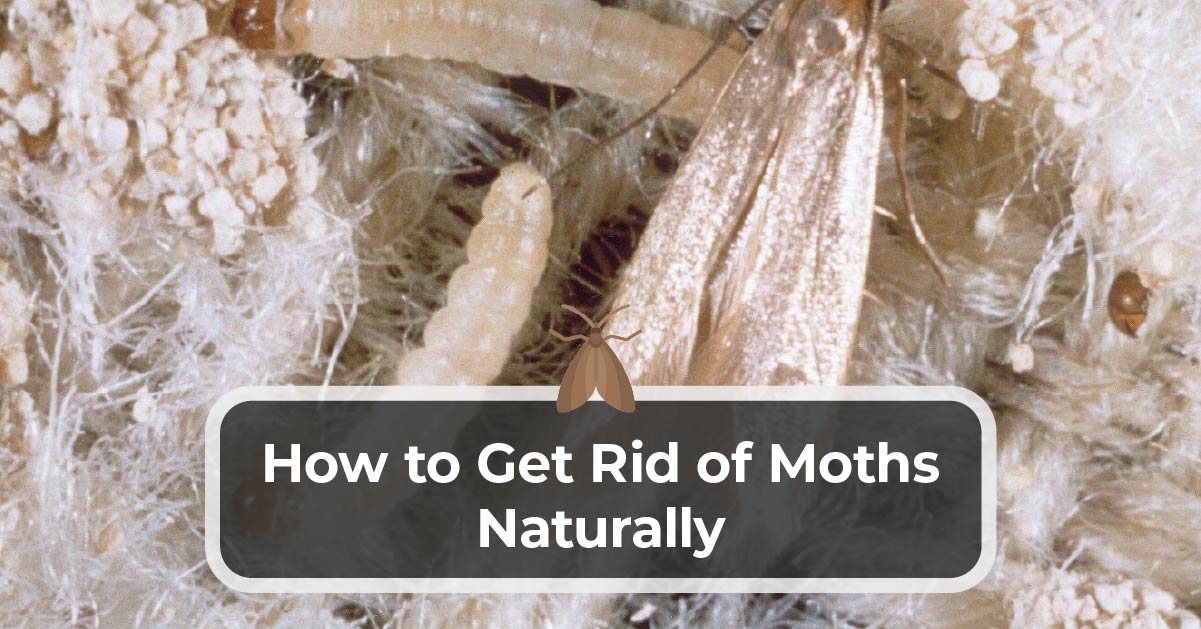 How to get rid of moths - MandyCanUDigIt