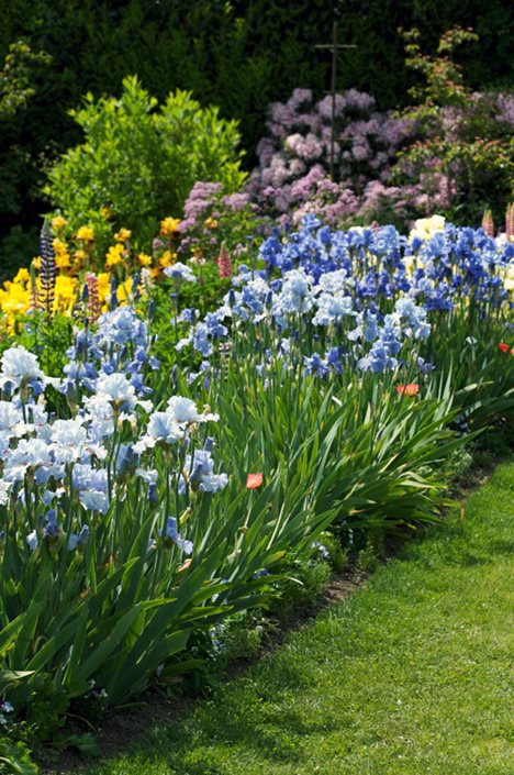 Irises For Flower Garden