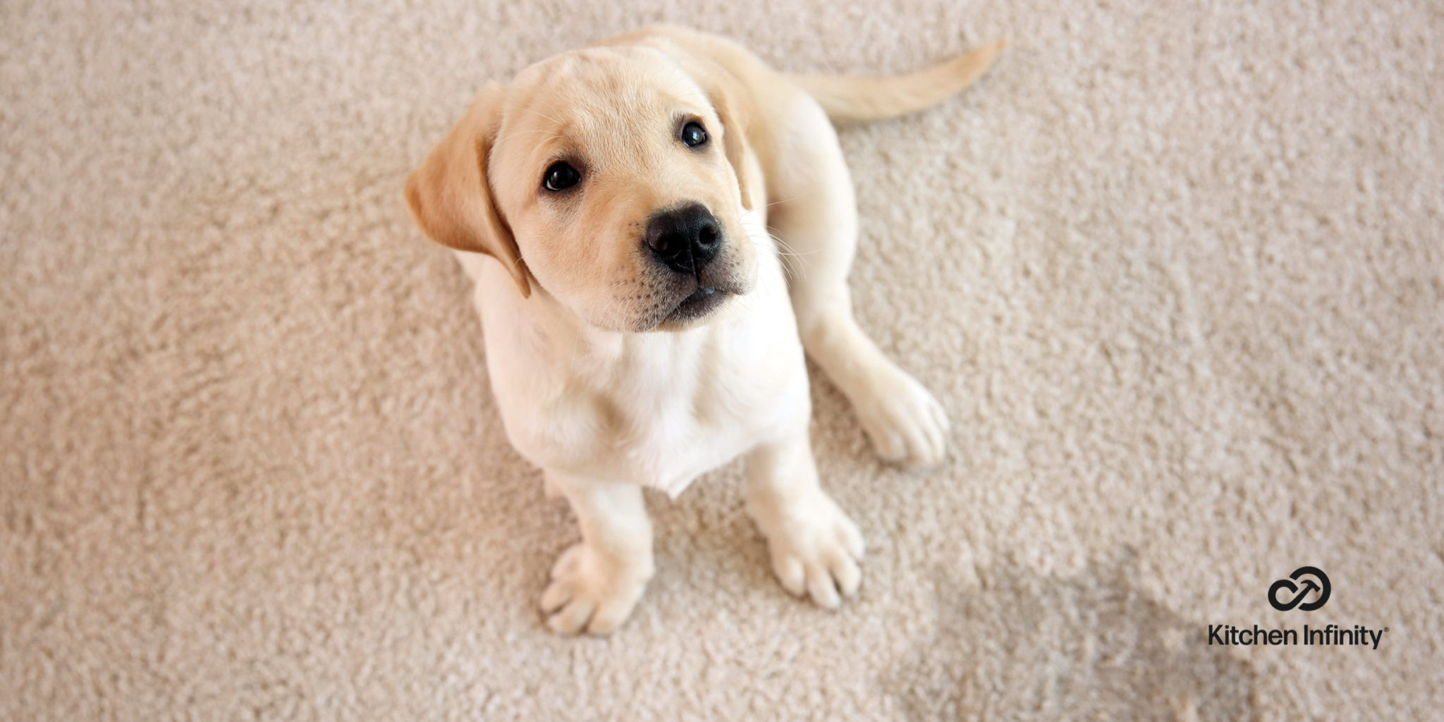 how to remove dog poop stains from carpet
