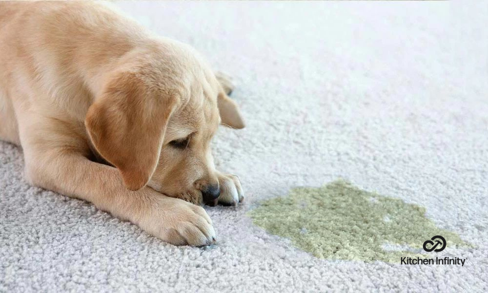 how to remove dog urine stains from carpeting