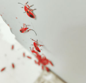 Numerous red bugs in house