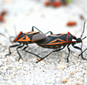 love bug in Florida