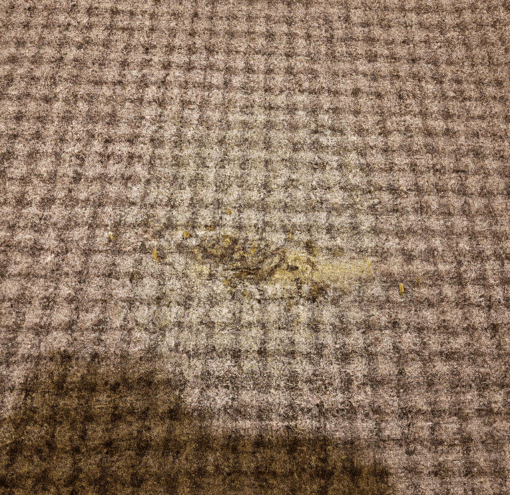 numerous bed bugs stay in carpet