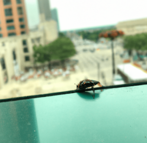 small bugs from chicago
