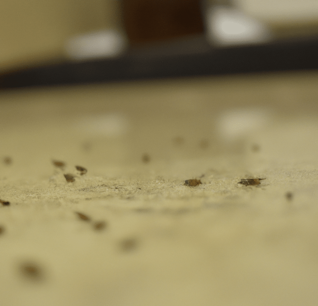 common tiny brown bugs in kitchen
