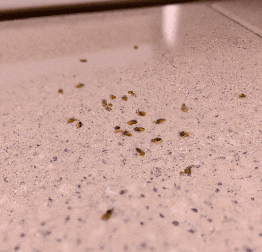 sample of tiny brown bugs in kitchen